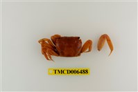 藏品(臺灣厚蟹)的圖片